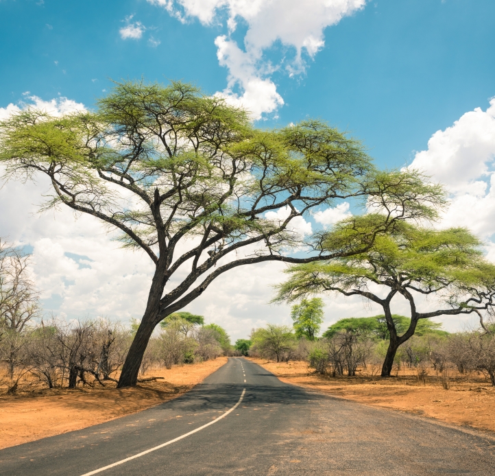 Kenya trees and road