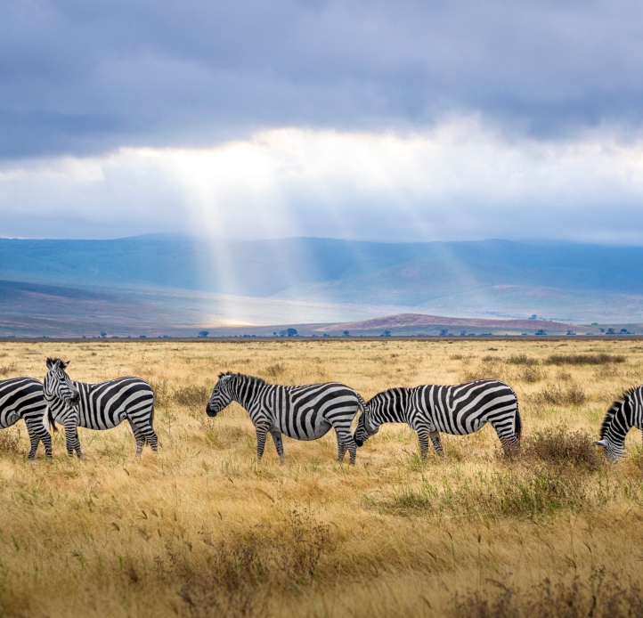 Zambia Zebras
