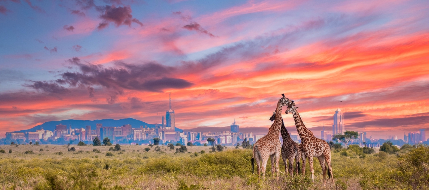 panoramic view of Nairobi, Kenya with a pink sunrise and two giraffes in the foreground