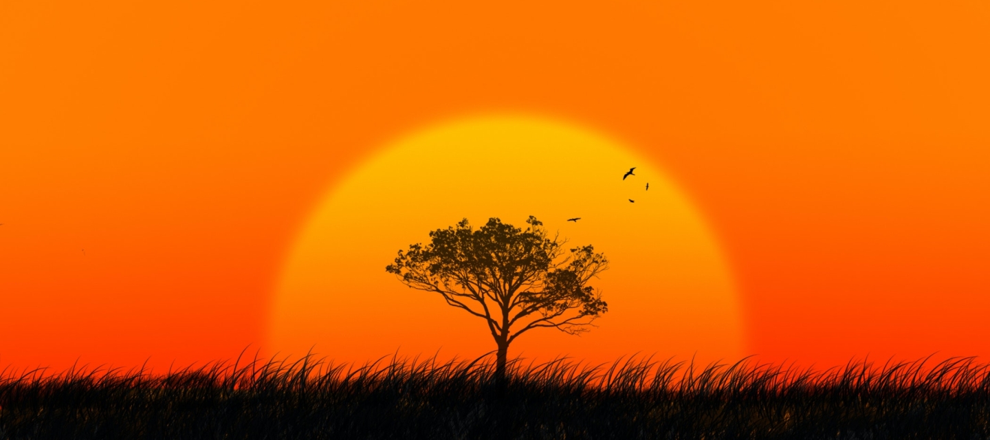 solo tree within a deep orange sky